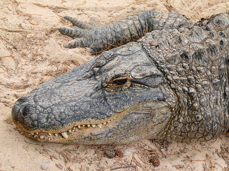 alligator head on sand