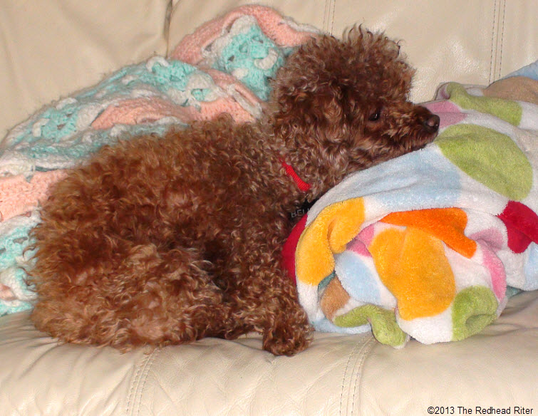 red poodle sleeping on couch