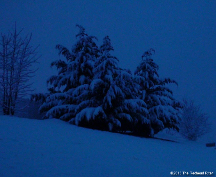 night snow covered tree blue