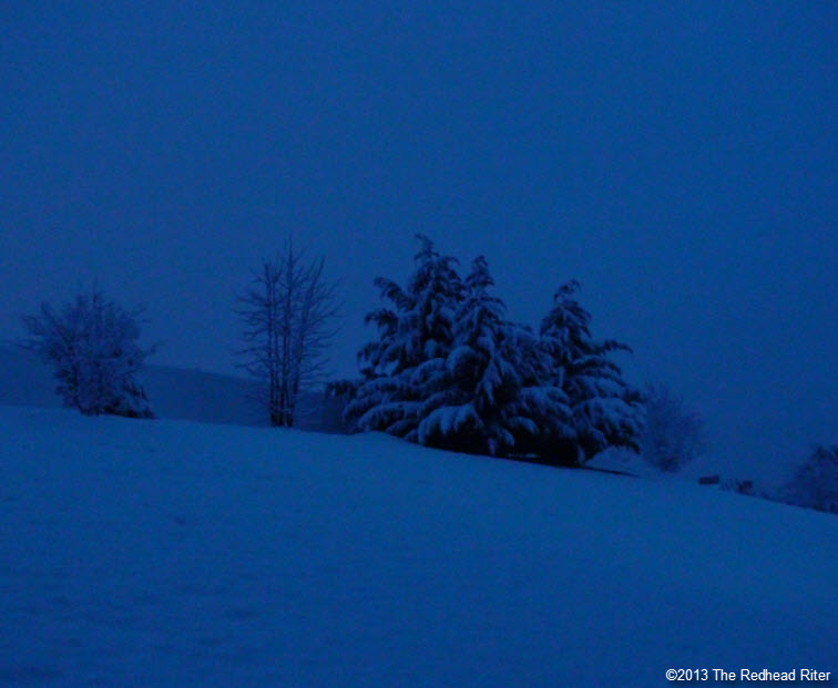 night snow covered tree
