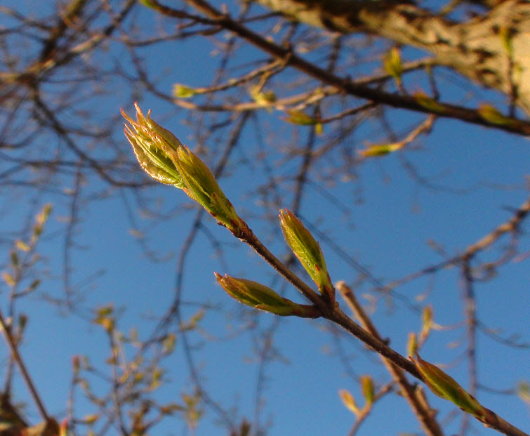 tree branch new leaves