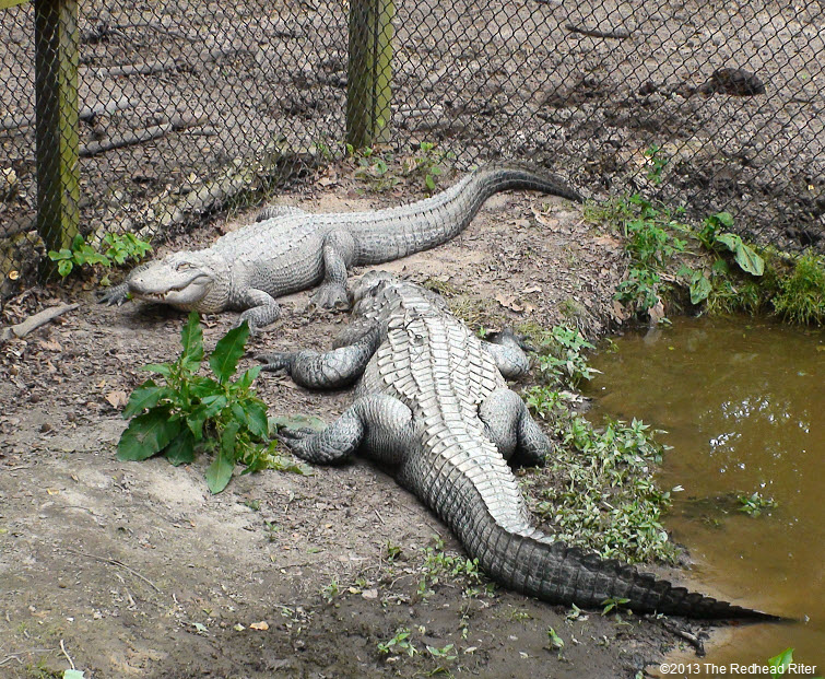 Metro Richmond Zoo  Alligators