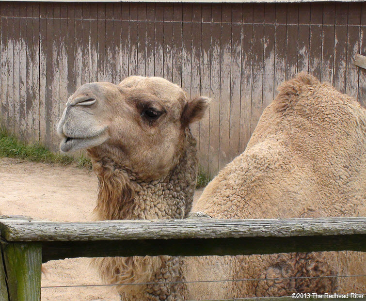 Metro Richmond Zoo  Camel