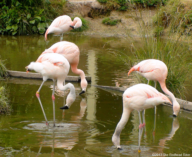 Metro Richmond Zoo  Flamingo