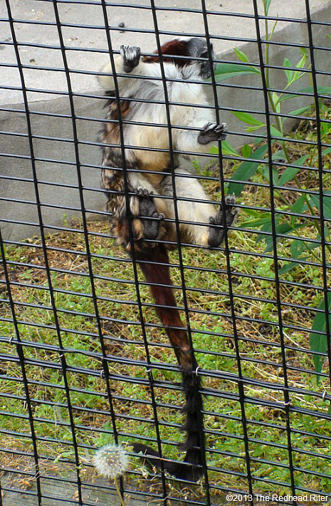 Metro Richmond Zoo  Lemur