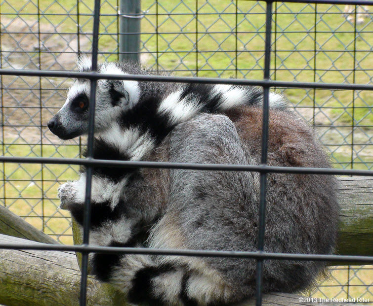 Metro Richmond Zoo  Long tail Lemur