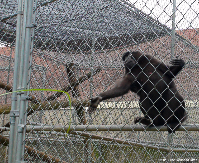 Metro Richmond Zoo  Monkey reaching