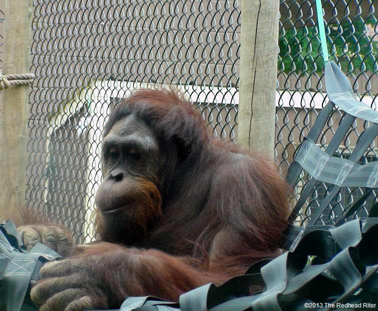 Metro Richmond Zoo  Orangutan