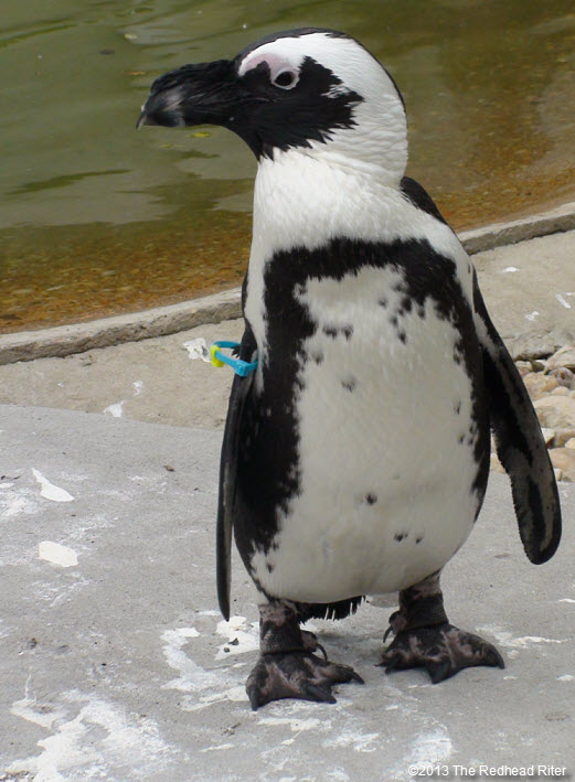 Metro Richmond Zoo  Penguin