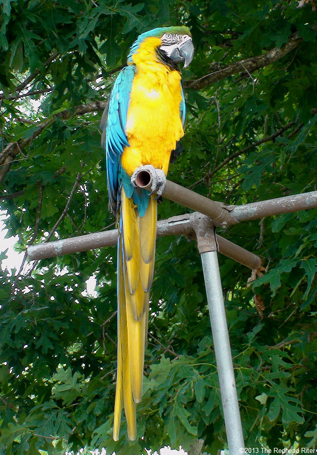 Metro Richmond Zoo  talking bird