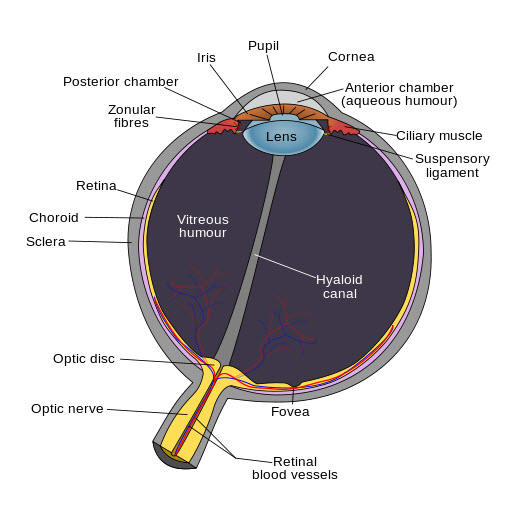 Schematic diagram of the human eye
