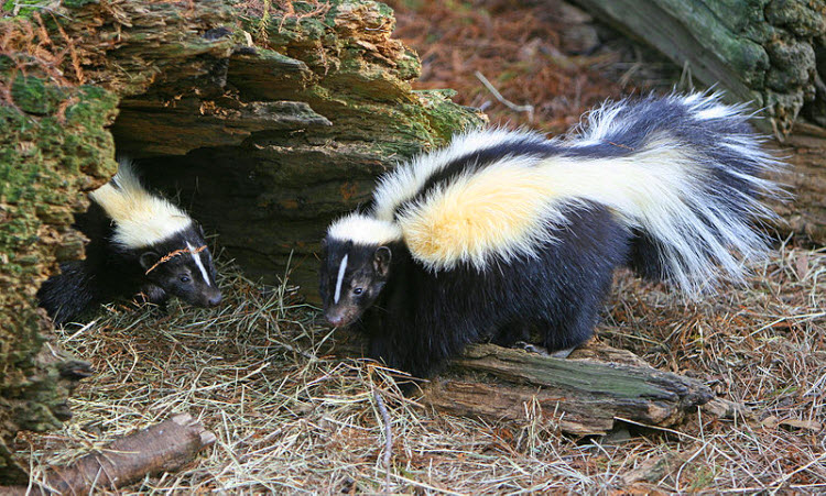 skunks natural black and white