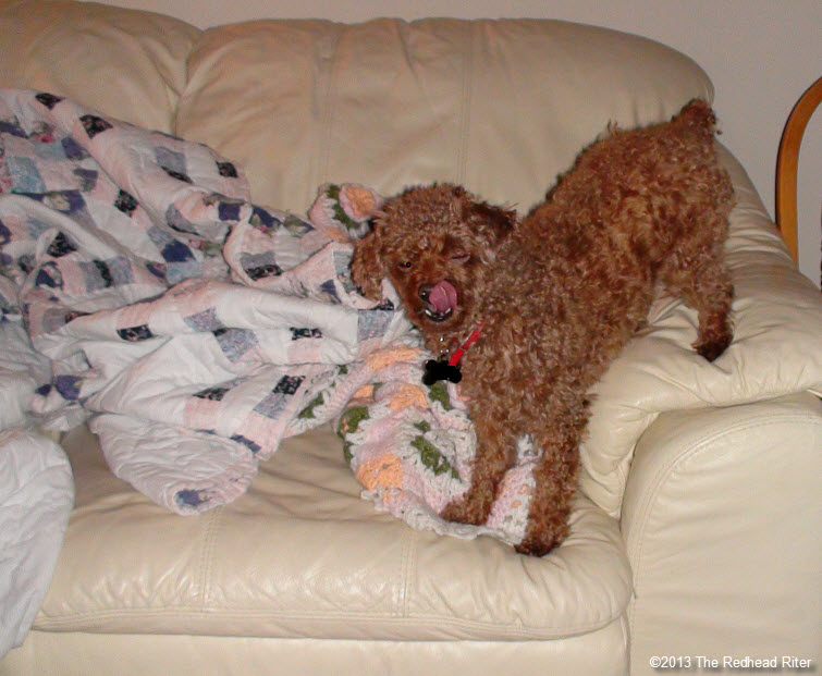 red toy poodle on couch after grooming2