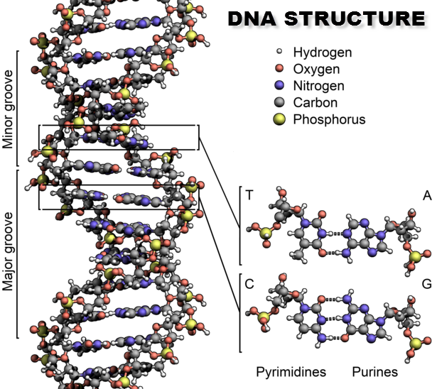 DNA structure Francis Crick Discovery