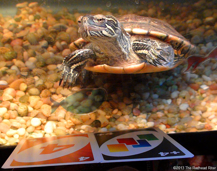 Turtle Western Painted Turtle 5