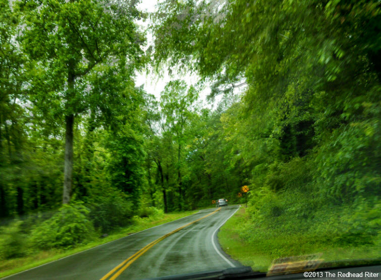 after rain road green trees