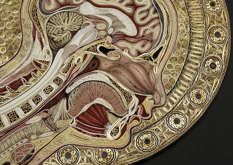 A detail of Angelico showing the pink-ish thyroid gland in the front of the throat and the arbor vitae