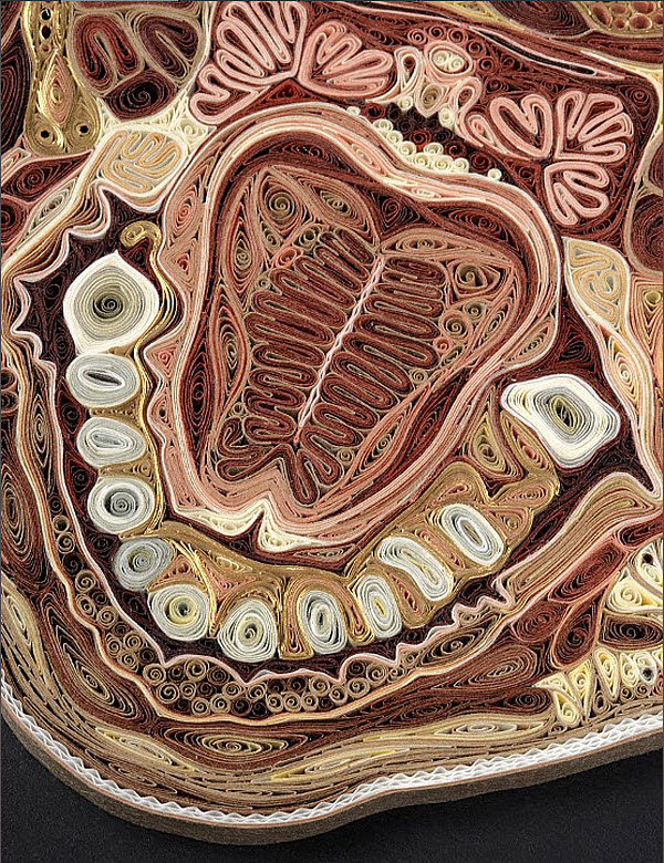 A detail of Transverse Head-Tongue showing the tongue, bottom teeth and tonsils