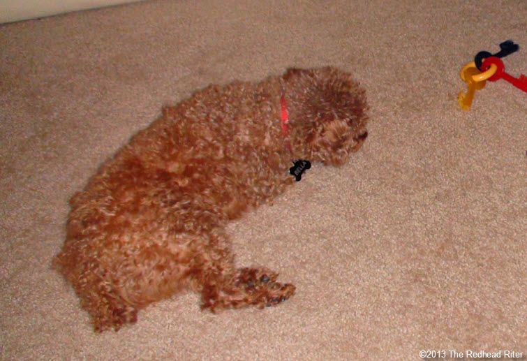 bella red toy poodle