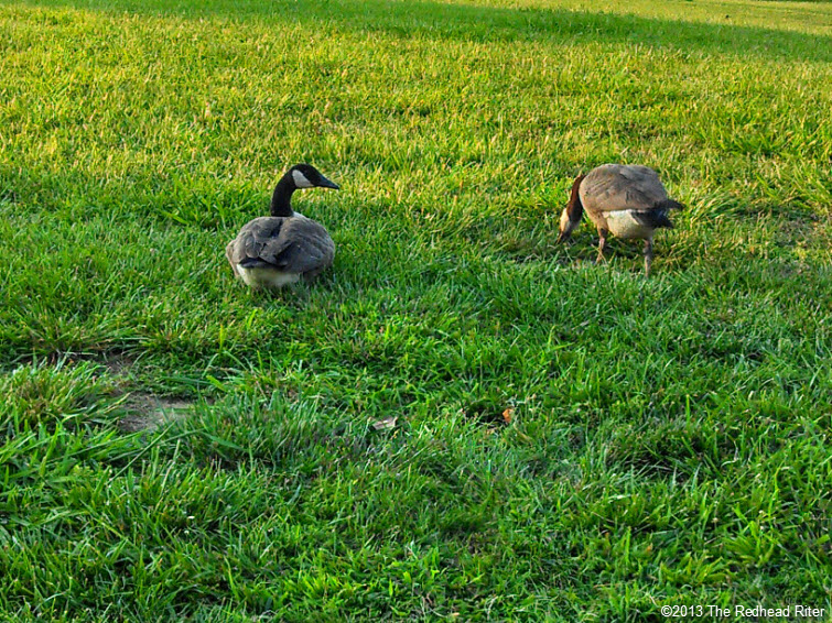 geese in green  field, relax life takes time