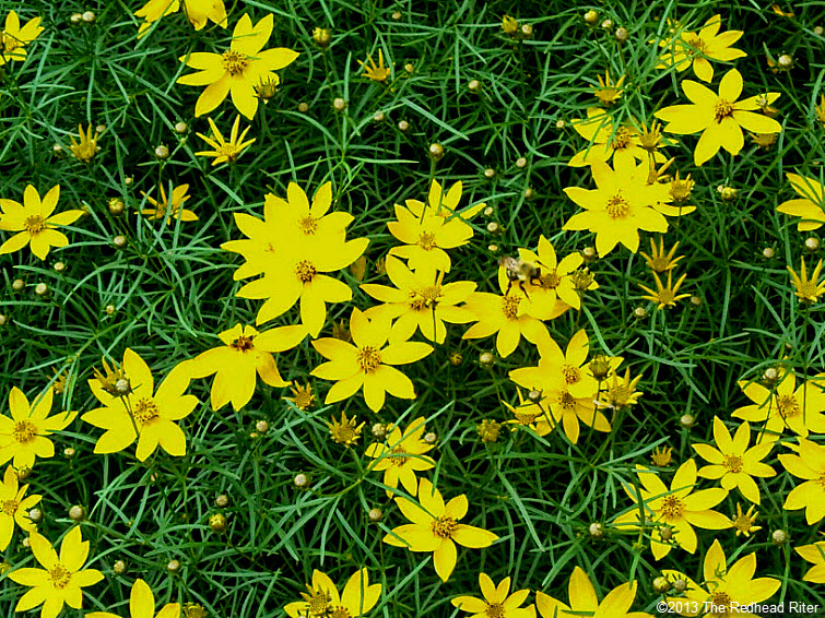 small yellow flower bush, life takes time