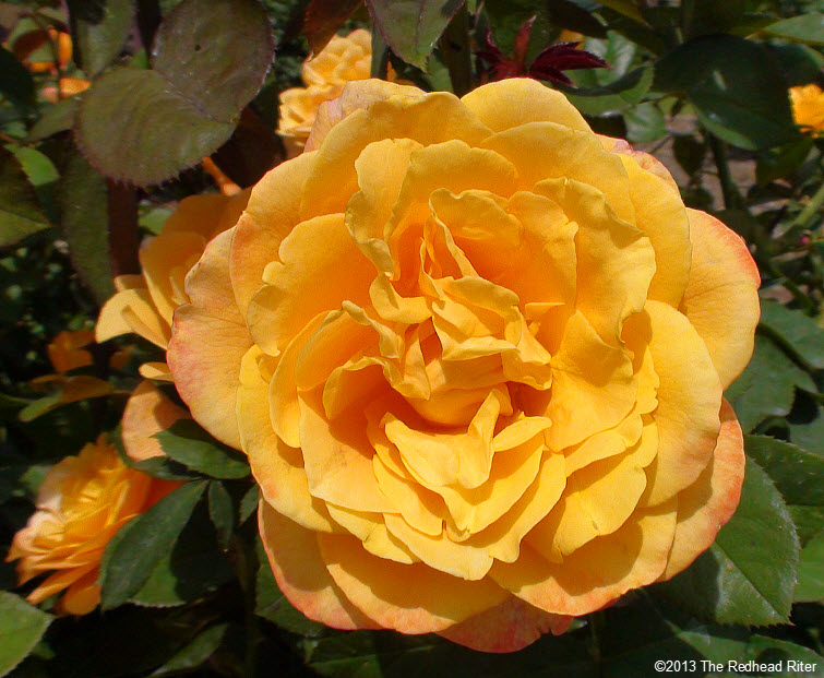 yellow blooming rose sunshine