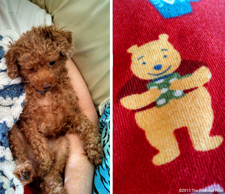 bella red toy poodle friend and pooh