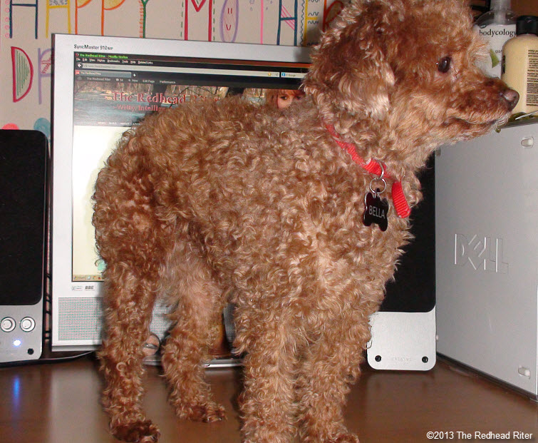 clean desk red toy poodle relaxing