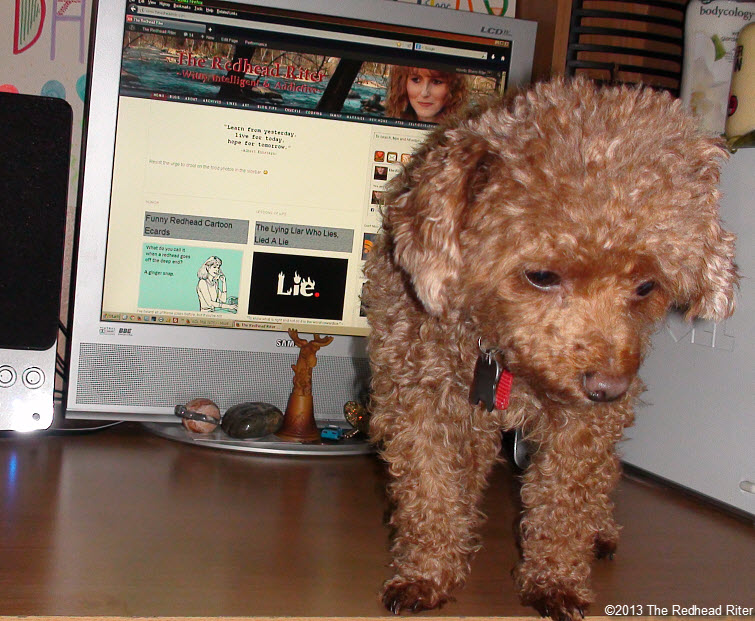 clean desk red toy poodle