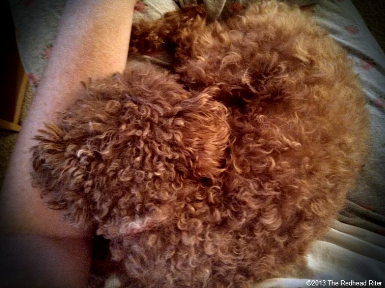 lapdog red toy poodle in lap