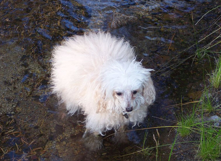 older white poodle in water