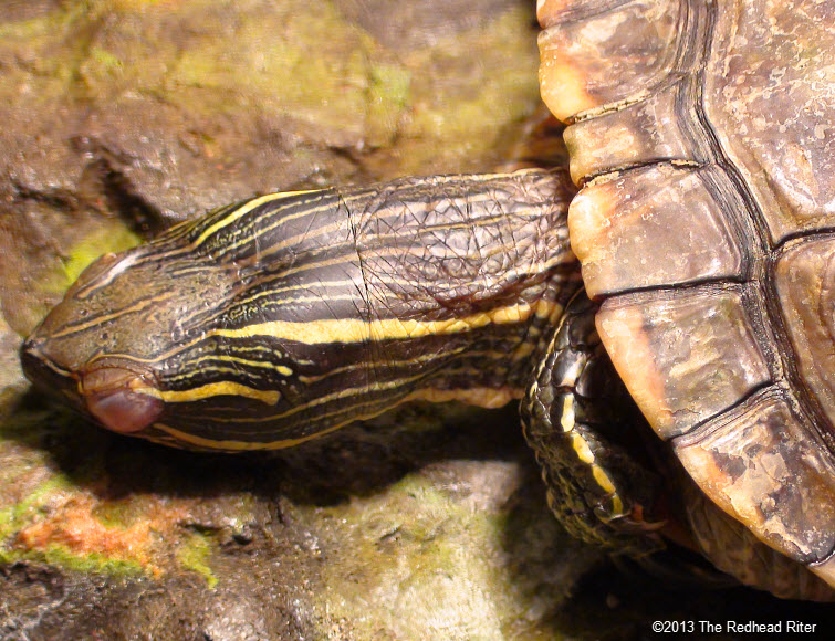 painted turtle sleeping eyes closed