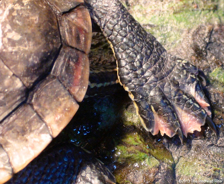 painted turtle sleeping sharp claws