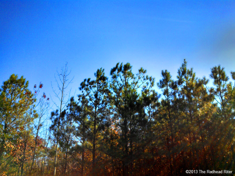 pine trees blue sky sunshine 1