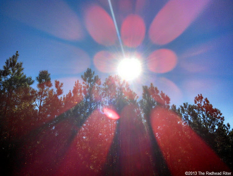 pine trees blue sky sunshine 2