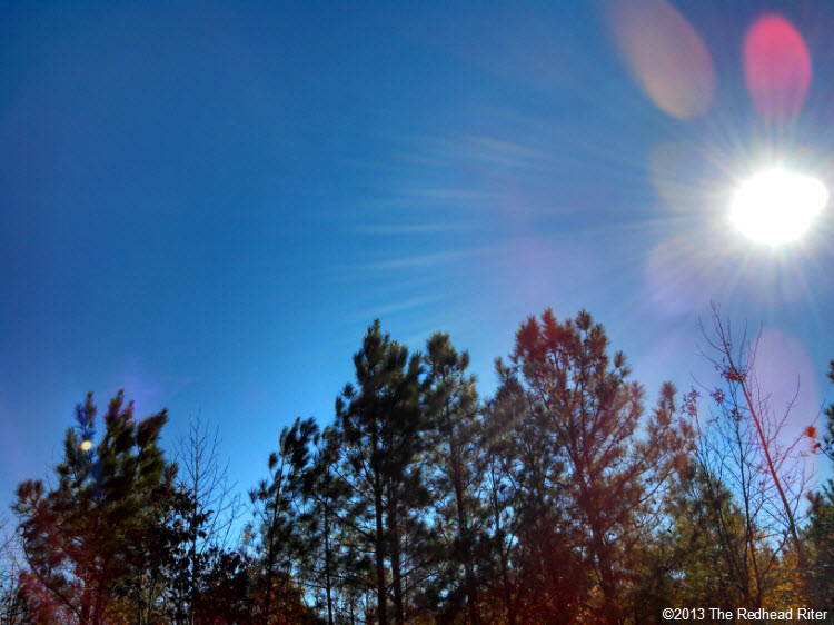 pine trees blue sky sunshine 4