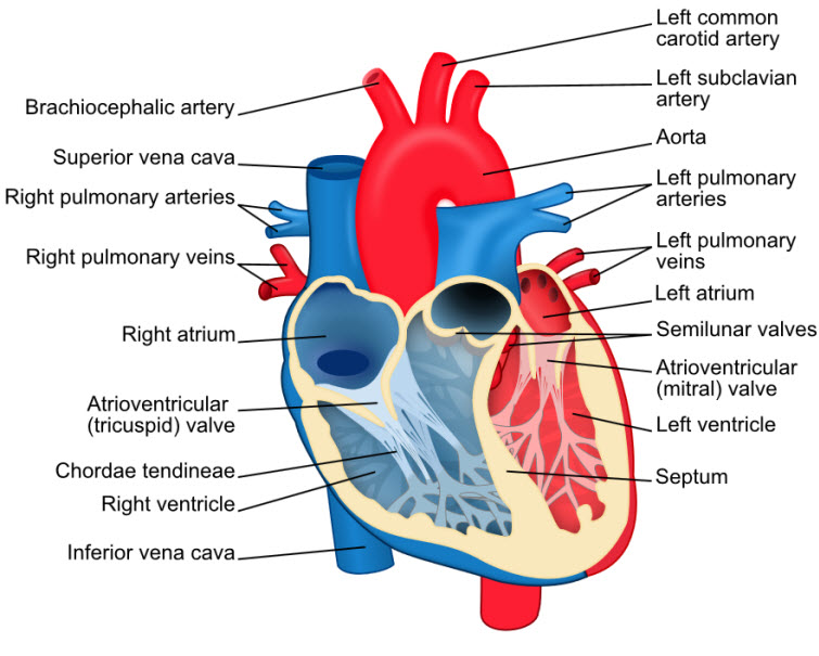 heart diagram parts labeled