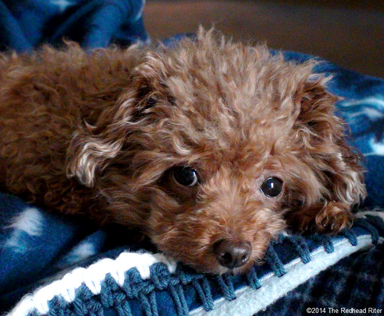 Bella red toy poodle adorably cute
