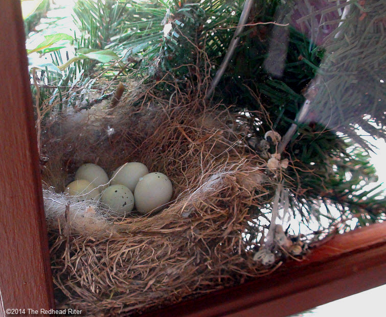 bird eggs in nest in wreath on front door Survival Success