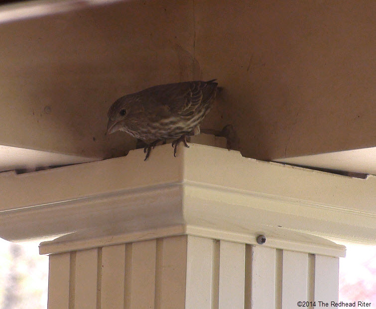 bird looking at eggs in nest in wreath Survival Success