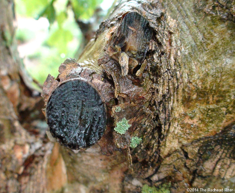 cut tree trunk woundwood peeling bark