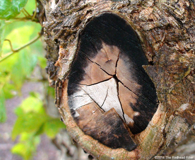 cut tree trunk woundwood rain