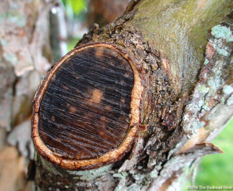 cut tree trunk woundwood raining