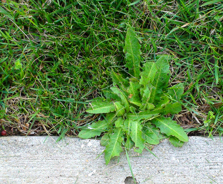 green weed sidewalk unloved flower