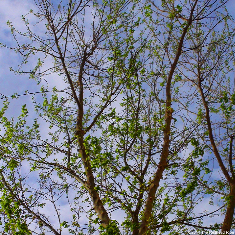 new green leaves top of tree blue sky Virginia