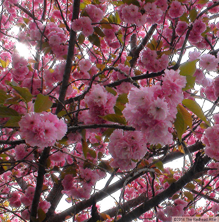 pink flowers blossom tree spring 1