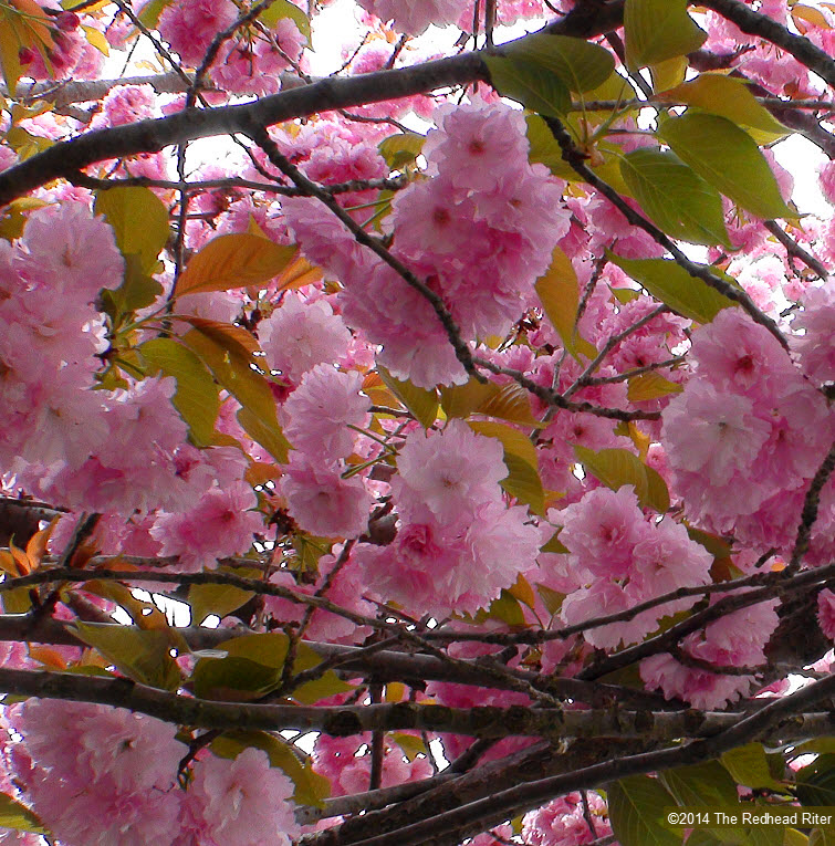 pink flowers blossom tree spring 3