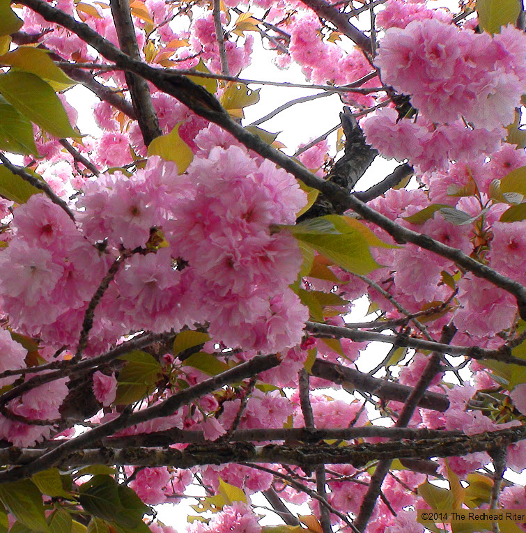 pink flowers blossom tree spring 4
