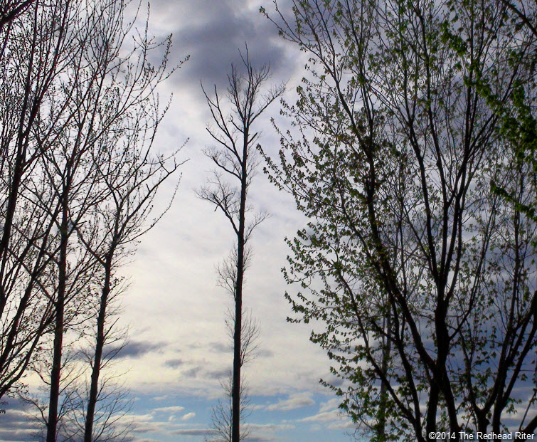 trees blue sky A Series Of Phases And Seasons