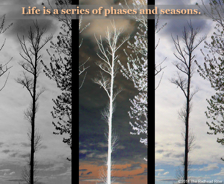 trees sunset A Series Of Phases And Seasons